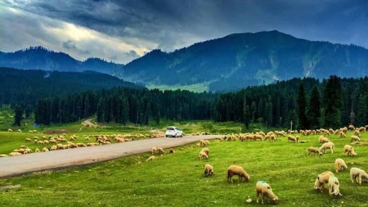 smart traveller kashmir